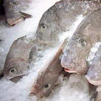 Frozen fish