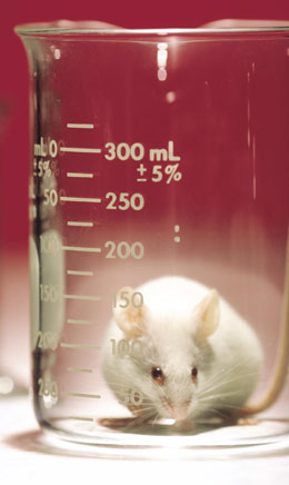 a lab mouse sitting inside a beaker