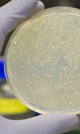 a scientist holding a petri dish