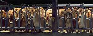 Photo of a row of dairy cows.
